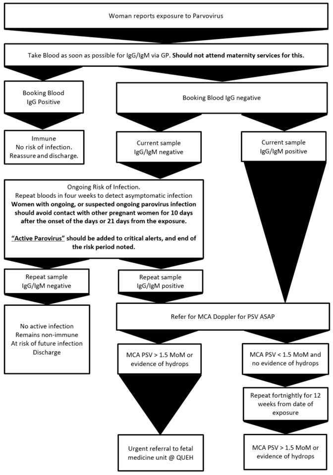 Parvovirus exposure algorithm